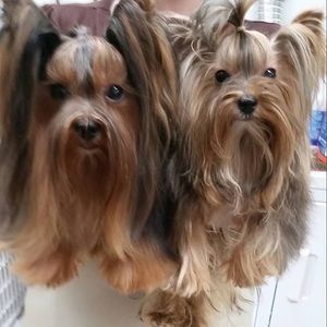 Meet your Posher, Angel